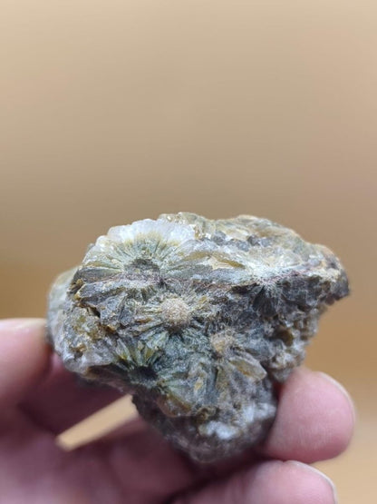 8 Adern Ocean Jaspis Orbicular roh Stufe Kristall Stein Rarität Natur Heilstein Deko Kristall Geschenk Er Sie Mann Frau Selten Sammler - Art of Nature Berlin