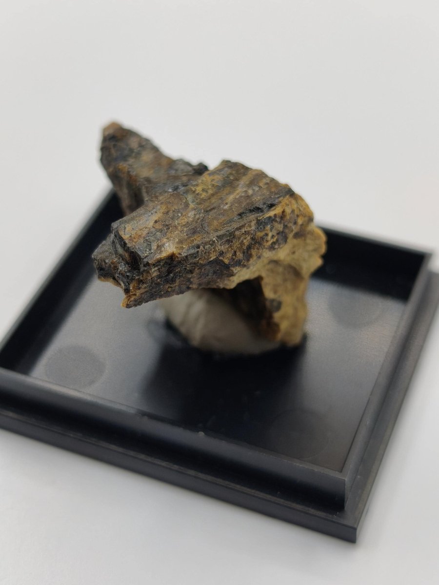 Åskagenit-(Nd) – Ästhetische Rarität Kristallstufe auf Matrix | Grube Bayerland, Deutschland Sammlerstufe Kristall Stufe Mineral - Art of Nature Berlin