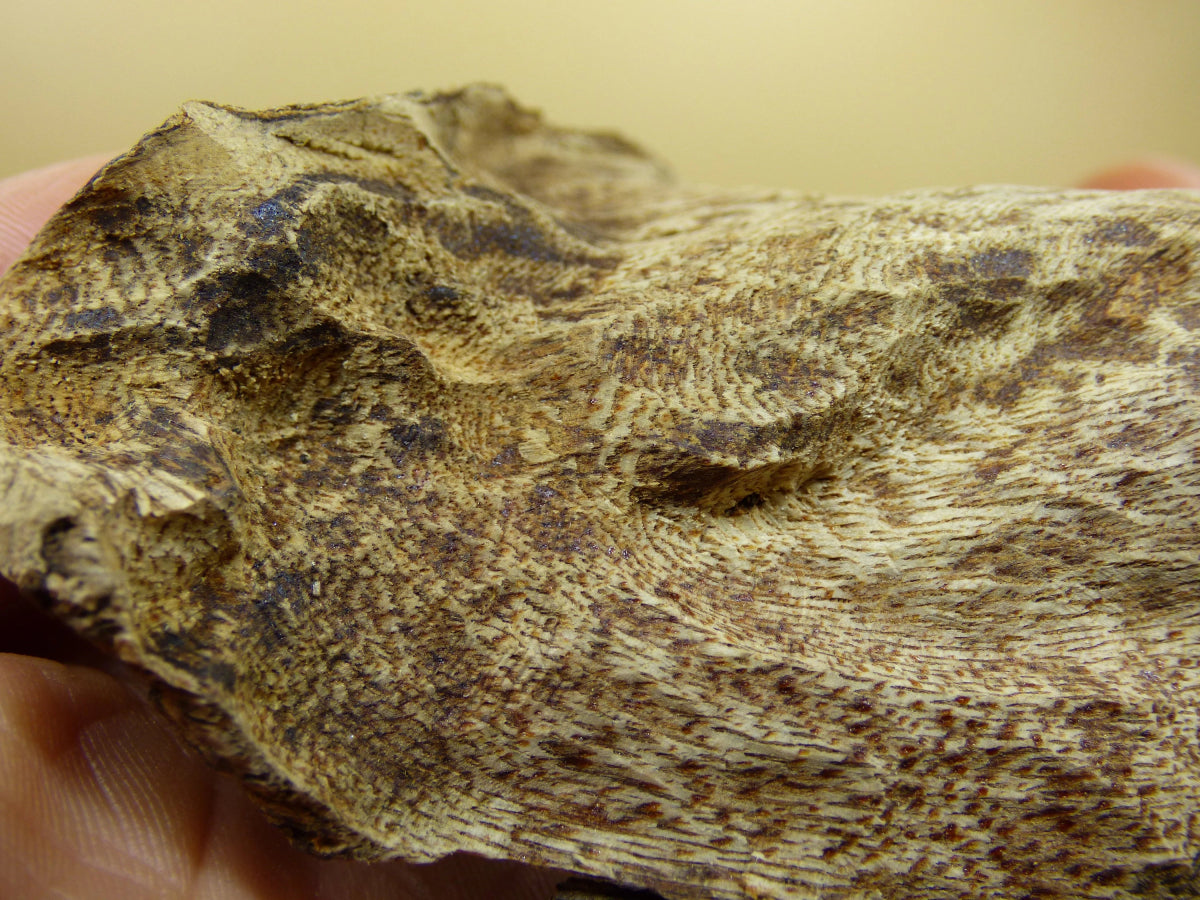 Adlerholz * Agarwood * Aloeswood * Gharuwood * (TWO TYPES! Oud 1/2/4 g A Quality* Vietnam Räuchern Schamanen Rarität Set Smudge Weihrauch - Art of Nature Berlin