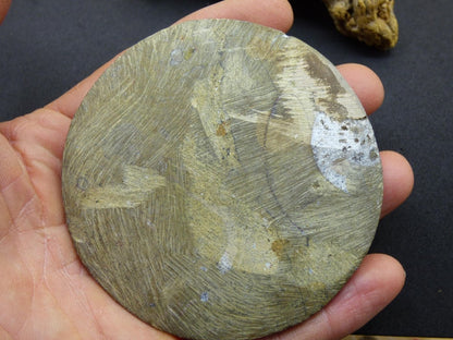 Ammonit & Orthoceras Fossil ~ Deko Platte Scheibe Stufe Schnecke großes Dekostück ~HIPPIE ~GOA ~Boho ~Ethno ~Nature ~Heilstein Heim Stein - Art of Nature Berlin