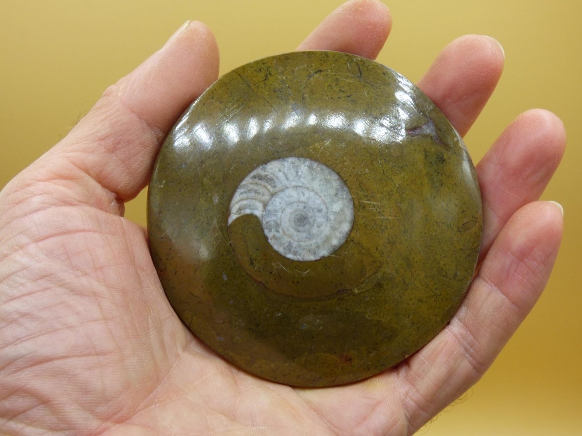 Ammonit & Orthoceras Fossil ~ Deko Platte Scheibe Stufe Schnecke großes Dekostück ~HIPPIE ~GOA ~Boho ~Ethno ~Nature ~Heilstein Heim Stein - Art of Nature Berlin