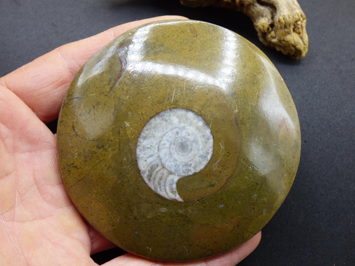 Ammonit & Orthoceras Fossil ~ Deko Platte Scheibe Stufe Schnecke großes Dekostück ~HIPPIE ~GOA ~Boho ~Ethno ~Nature ~Heilstein Heim Stein - Art of Nature Berlin