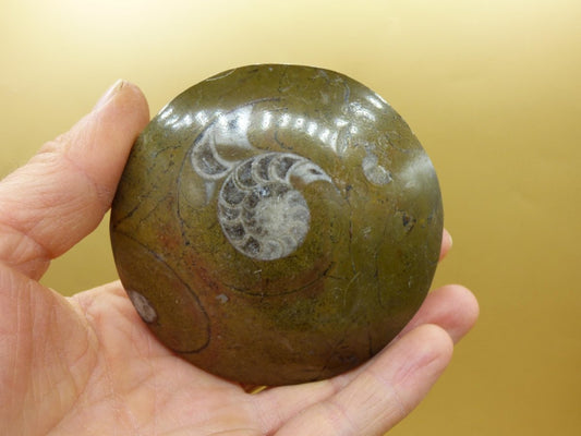 Ammonit & Orthoceras Fossil ~ Deko Platte Scheibe Stufe Schnecke großes Dekostück ~HIPPIE ~GOA ~Boho ~Ethno ~Nature ~Heilstein Heim Stein - Art of Nature Berlin