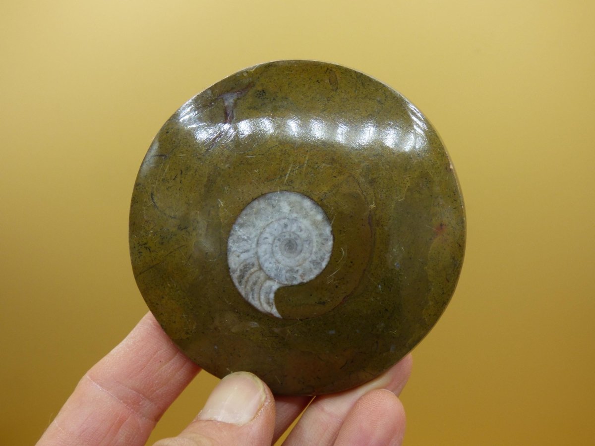 Ammonit & Orthoceras Fossil ~ Deko Platte Scheibe Stufe Schnecke großes Dekostück ~HIPPIE ~GOA ~Boho ~Ethno ~Nature ~Heilstein Heim Stein - Art of Nature Berlin