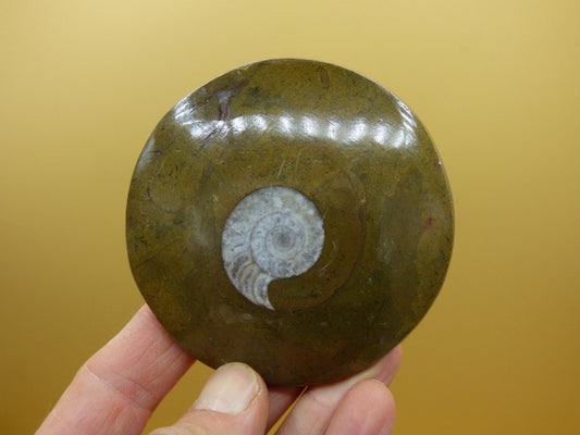 Ammonit & Orthoceras Fossil ~ Deko Platte Scheibe Stufe Schnecke großes Dekostück ~HIPPIE ~GOA ~Boho ~Ethno ~Nature ~Heilstein Heim Stein - Art of Nature Berlin