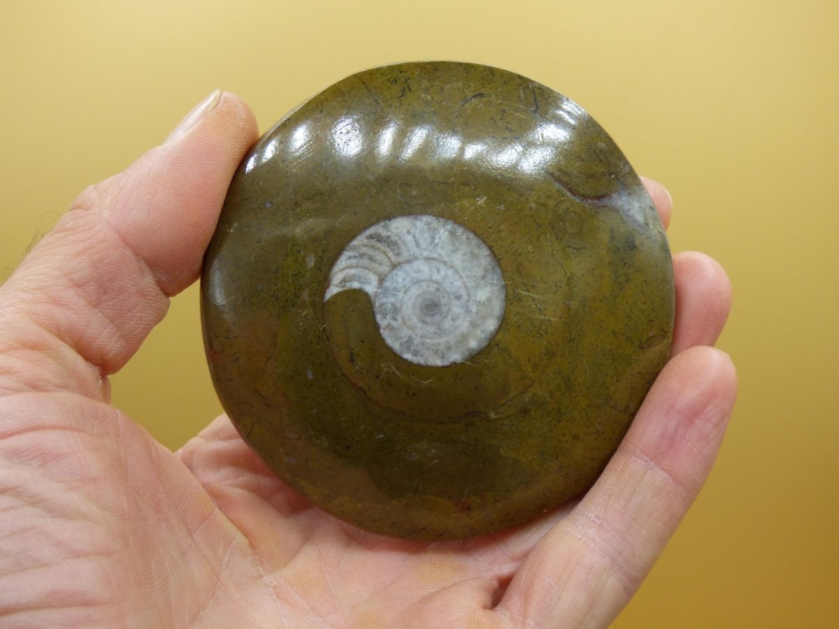 Ammonit & Orthoceras Fossil ~ Deko Platte Scheibe Stufe Schnecke großes Dekostück ~HIPPIE ~GOA ~Boho ~Ethno ~Nature ~Heilstein Heim Stein - Art of Nature Berlin