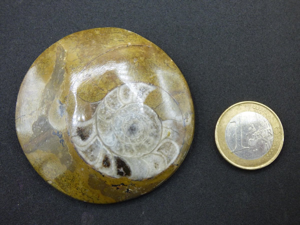 Ammonit & Orthoceras Fossil ~ Deko Platte Stufe Schnecke großes Dekostück ~HIPPIE ~GOA ~Boho ~Ethno ~Nature ~Heilstein Heim Stein - Art of Nature Berlin