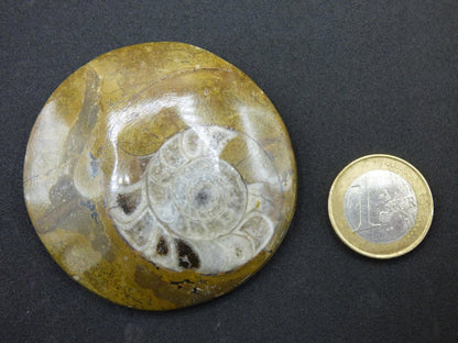 Ammonit & Orthoceras Fossil ~ Deko Platte Stufe Schnecke großes Dekostück ~HIPPIE ~GOA ~Boho ~Ethno ~Nature ~Heilstein Heim Stein - Art of Nature Berlin