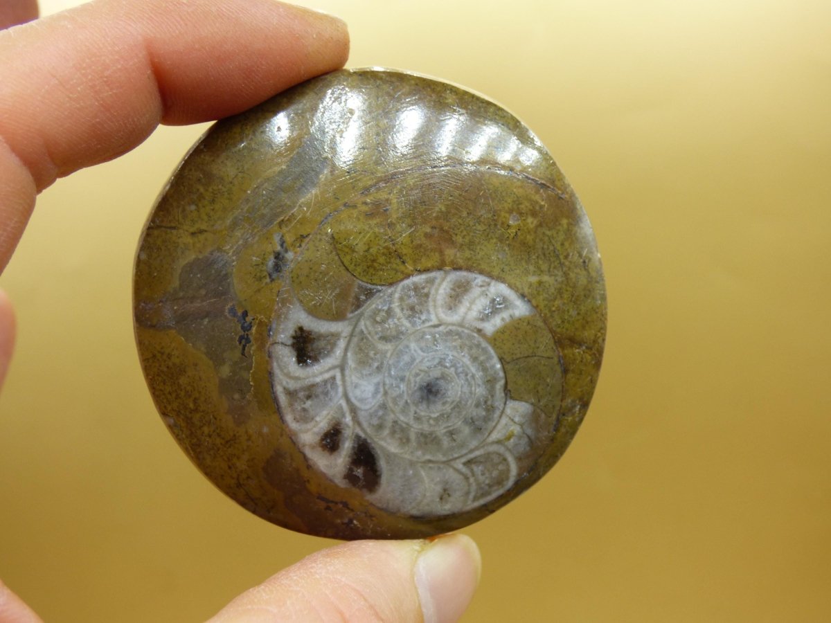 Ammonit & Orthoceras Fossil ~ Deko Platte Stufe Schnecke großes Dekostück ~HIPPIE ~GOA ~Boho ~Ethno ~Nature ~Heilstein Heim Stein - Art of Nature Berlin