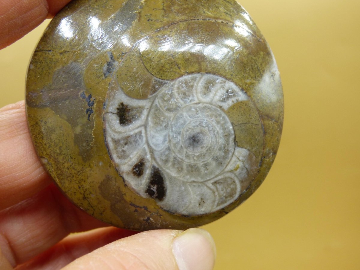 Ammonit & Orthoceras Fossil ~ Deko Platte Stufe Schnecke großes Dekostück ~HIPPIE ~GOA ~Boho ~Ethno ~Nature ~Heilstein Heim Stein - Art of Nature Berlin