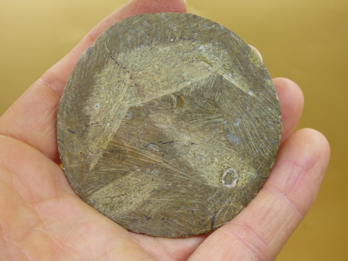 Ammonit & Orthoceras Fossil ~ Deko Platte Stufe Schnecke großes Dekostück ~HIPPIE ~GOA ~Boho ~Ethno ~Nature ~Heilstein Heim Stein - Art of Nature Berlin