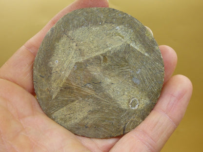 Ammonit & Orthoceras Fossil ~ Deko Platte Stufe Schnecke großes Dekostück ~HIPPIE ~GOA ~Boho ~Ethno ~Nature ~Heilstein Heim Stein - Art of Nature Berlin