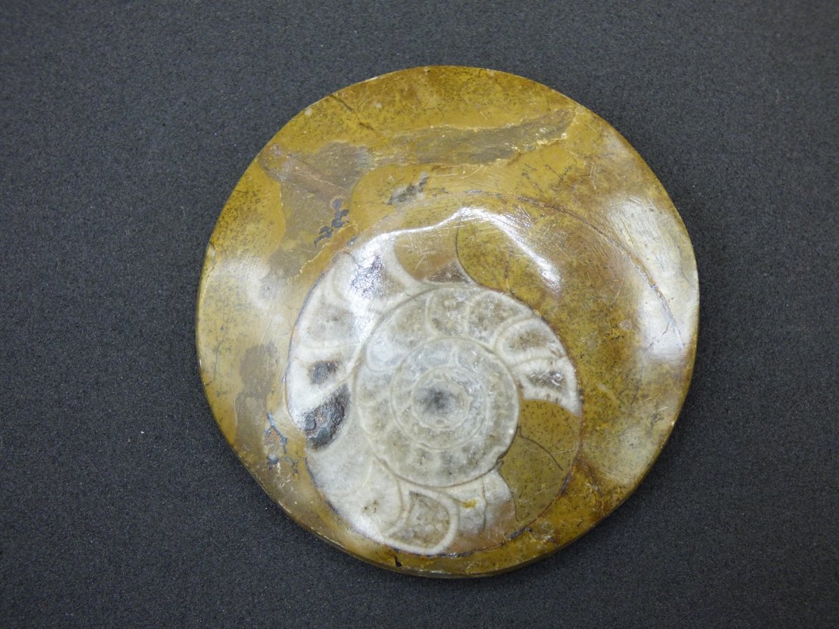 Ammonit & Orthoceras Fossil ~ Deko Platte Stufe Schnecke großes Dekostück ~HIPPIE ~GOA ~Boho ~Ethno ~Nature ~Heilstein Heim Stein - Art of Nature Berlin