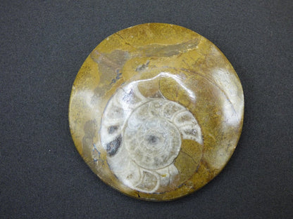 Ammonit & Orthoceras Fossil ~ Deko Platte Stufe Schnecke großes Dekostück ~HIPPIE ~GOA ~Boho ~Ethno ~Nature ~Heilstein Heim Stein - Art of Nature Berlin