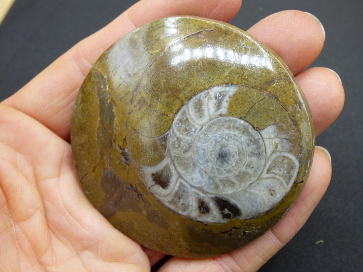 Ammonit & Orthoceras Fossil ~ Deko Platte Stufe Schnecke großes Dekostück ~HIPPIE ~GOA ~Boho ~Ethno ~Nature ~Heilstein Heim Stein - Art of Nature Berlin