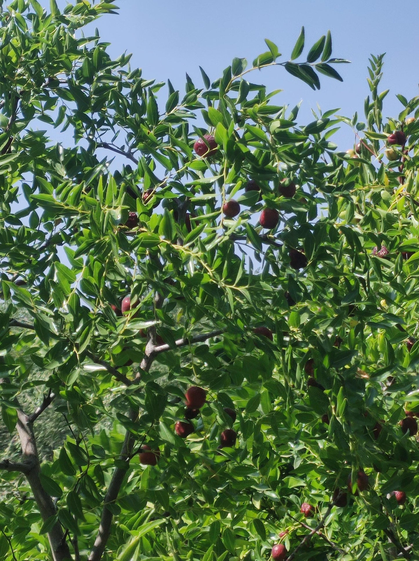 Jujube - Dattes rouges chinoises séchées de qualité biologique Super aliment Nutrition saine Personnes + Animaux Régime végétalien sans gluten Baies Système immunitaire