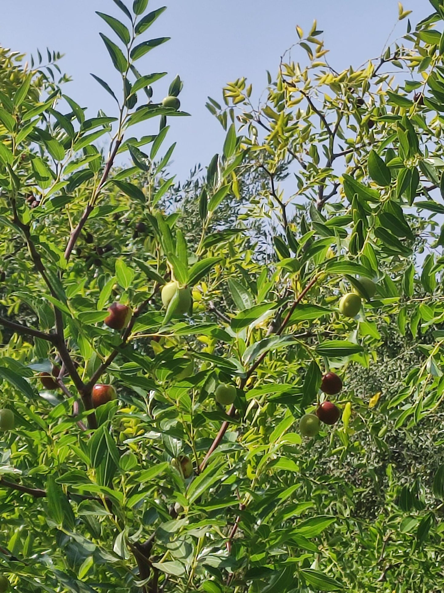 Jujube - Dattes rouges chinoises séchées de qualité biologique Super aliment Nutrition saine Personnes + Animaux Régime végétalien sans gluten Baies Système immunitaire