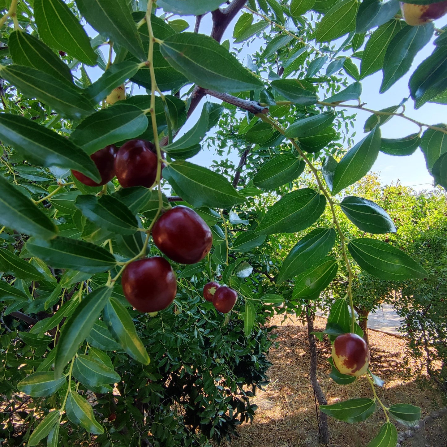 Jujube - Dattes rouges chinoises séchées de qualité biologique Super aliment Nutrition saine Personnes + Animaux Régime végétalien sans gluten Baies Système immunitaire