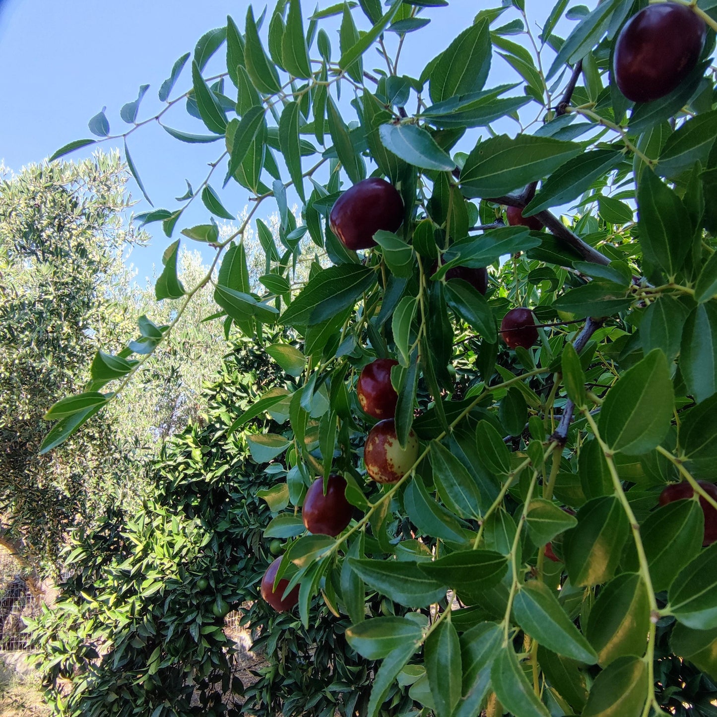 Jujube - Dattes rouges chinoises séchées de qualité biologique Super aliment Nutrition saine Personnes + Animaux Régime végétalien sans gluten Baies Système immunitaire