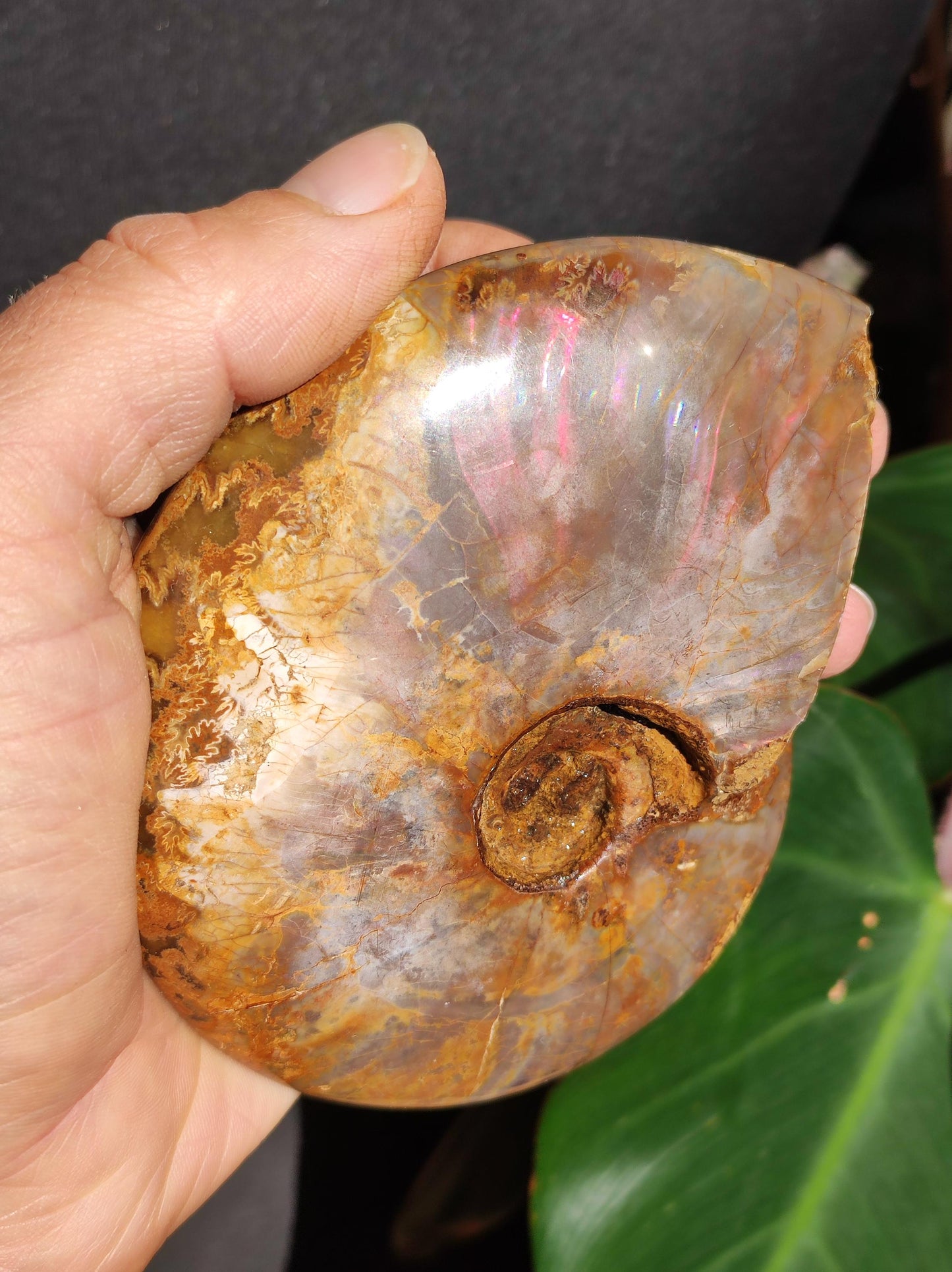 Ammonite Fossil ~ Opalescent Snail Large Decorative Piece ~HIPPIE ~GOA ~Boho ~Ethno ~Nature ~Healing Stone