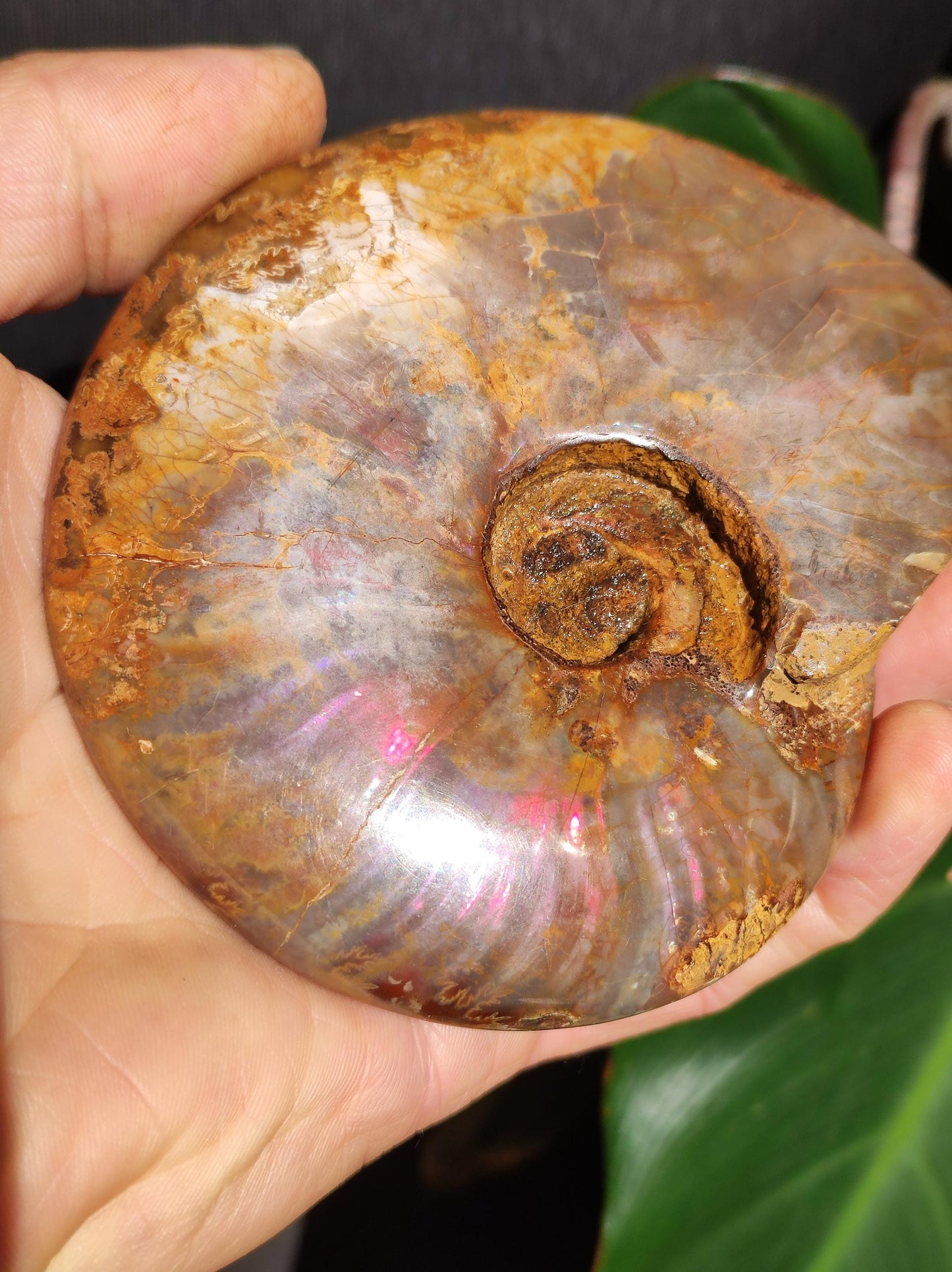 Ammonite Fossil ~ Opalescent Snail Large Decorative Piece ~HIPPIE ~GOA ~Boho ~Ethno ~Nature ~Healing Stone