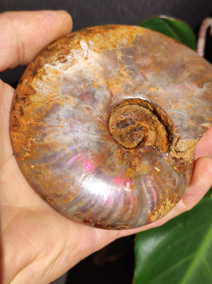 Ammonite Fossil ~ Opalescent Snail Large Decorative Piece ~HIPPIE ~GOA ~Boho ~Ethno ~Nature ~Healing Stone