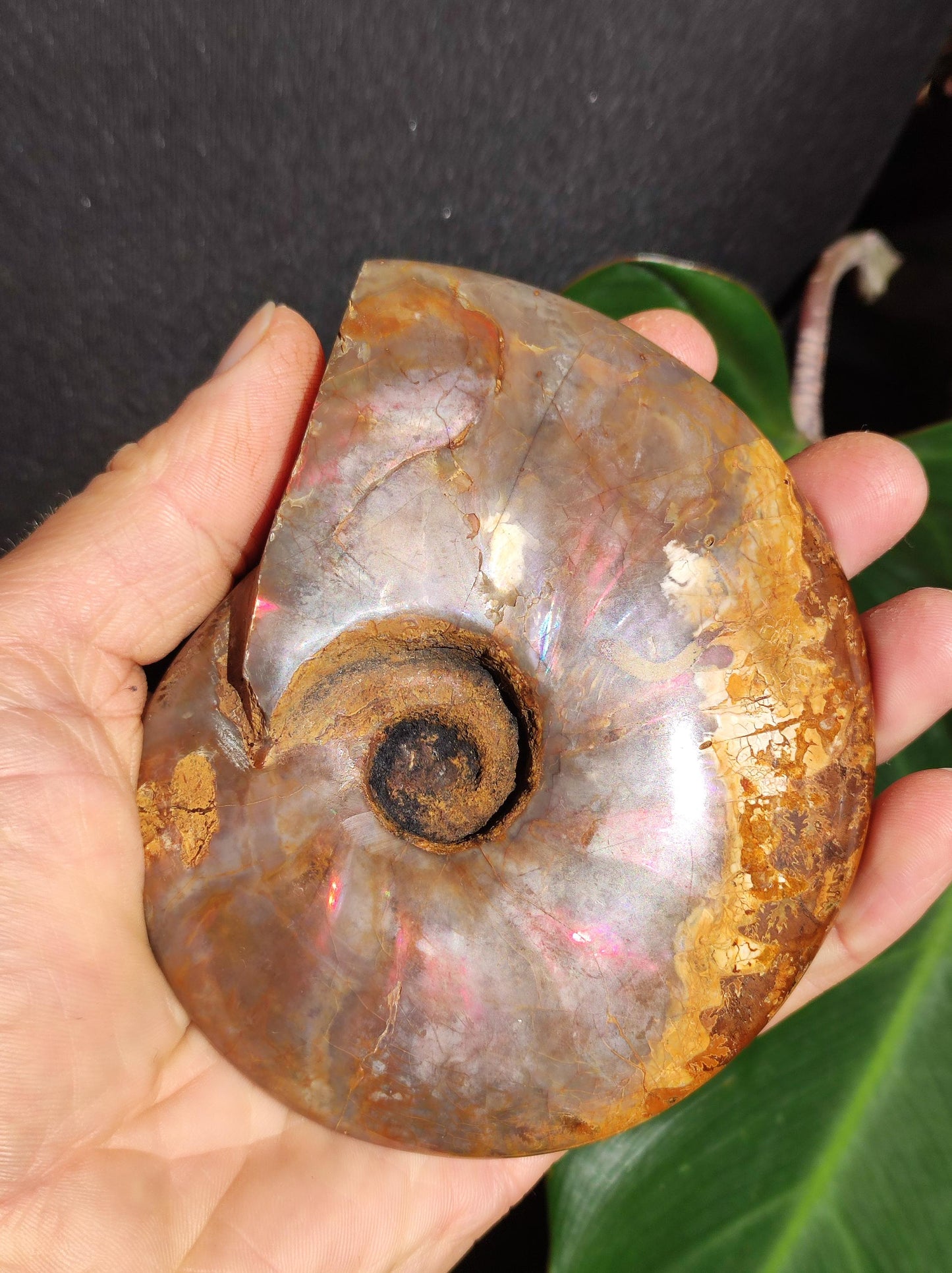 Ammonite Fossil ~ Opalescent Snail Large Decorative Piece ~HIPPIE ~GOA ~Boho ~Ethno ~Nature ~Healing Stone