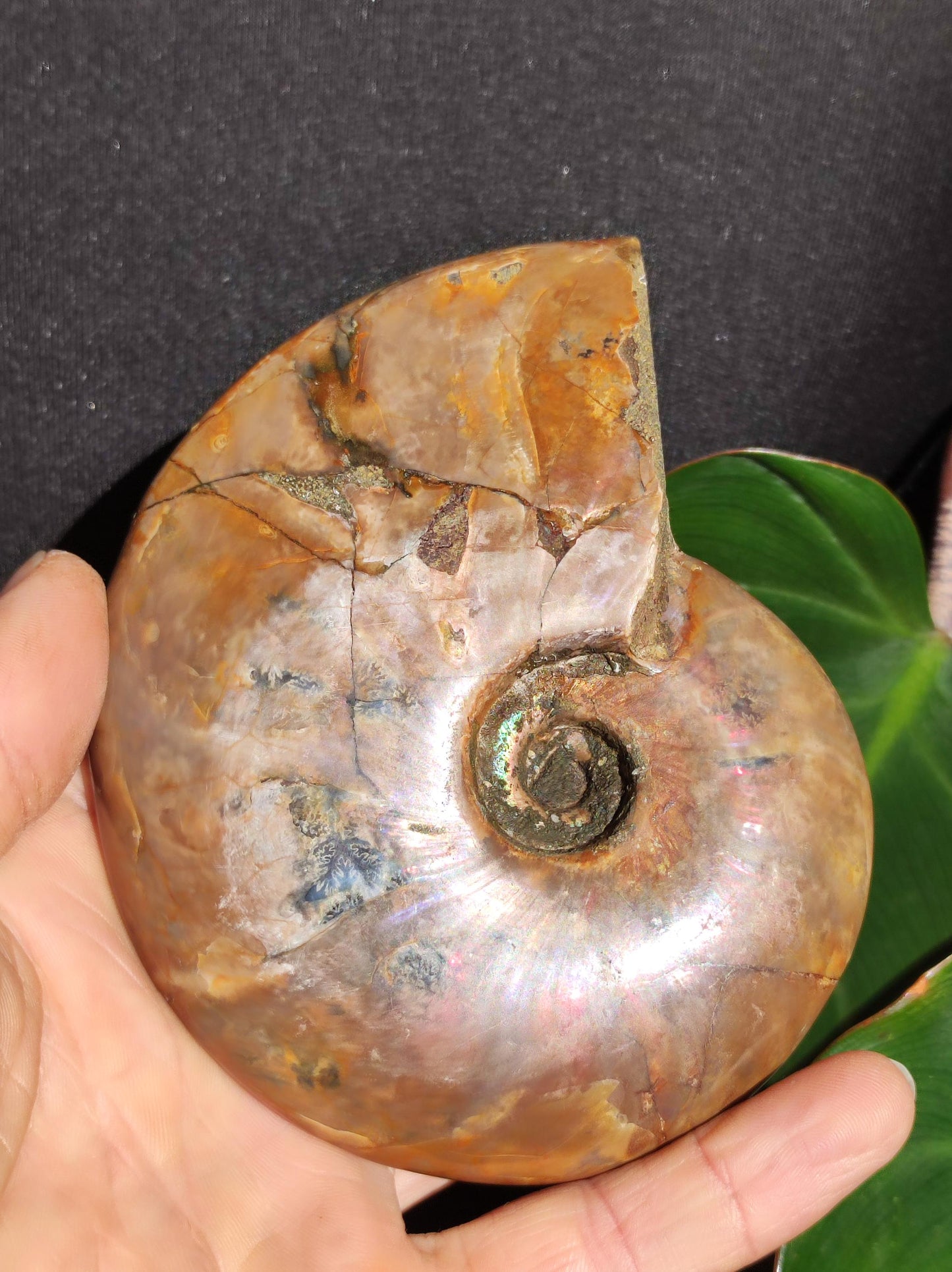 Ammonite Fossil ~ Opalescent Snail Large Decorative Piece ~HIPPIE ~GOA ~Boho ~Ethno ~Nature ~Healing Stone