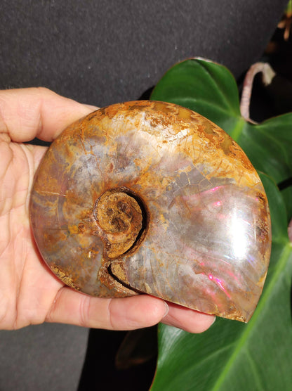 Ammonite Fossil ~ Opalescent Snail Large Decorative Piece ~HIPPIE ~GOA ~Boho ~Ethno ~Nature ~Healing Stone