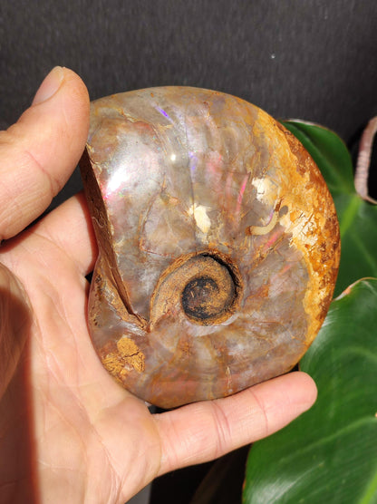 Ammonite Fossil ~ Opalescent Snail Large Decorative Piece ~HIPPIE ~GOA ~Boho ~Ethno ~Nature ~Healing Stone