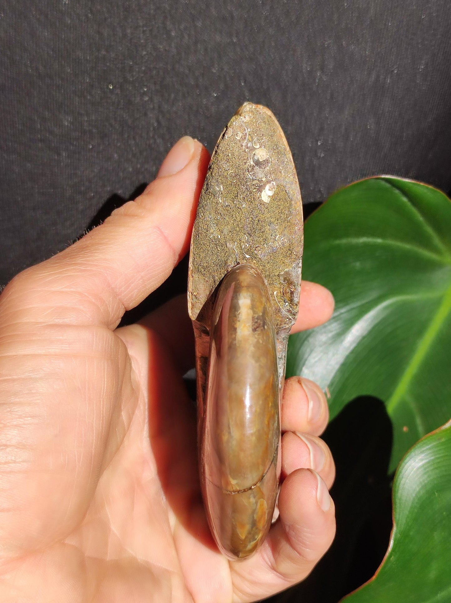 Ammonite Fossil ~ Opalescent Snail Large Decorative Piece ~HIPPIE ~GOA ~Boho ~Ethno ~Nature ~Healing Stone