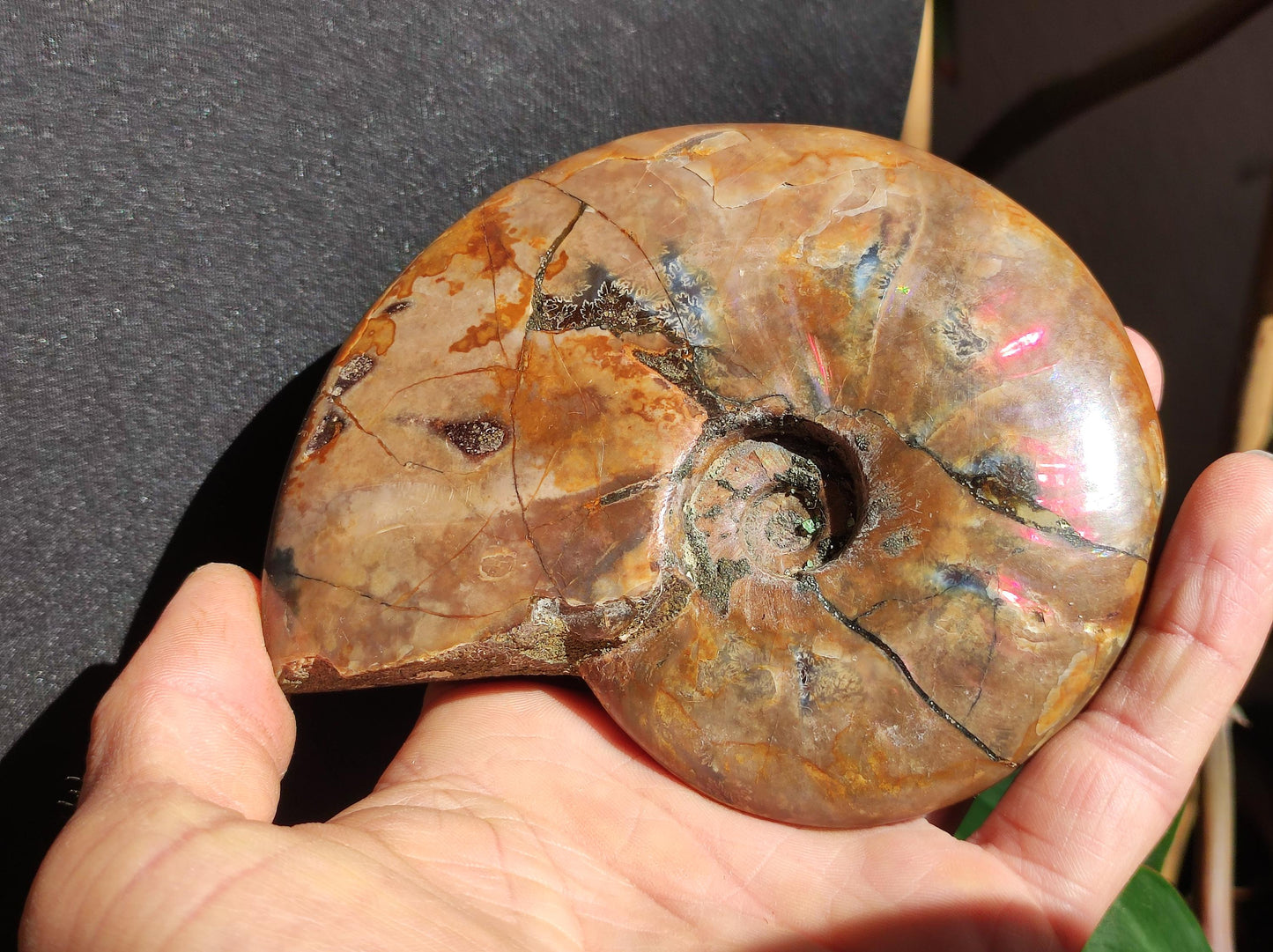 Ammonite Fossil ~ Opalescent Snail Large Decorative Piece ~HIPPIE ~GOA ~Boho ~Ethno ~Nature ~Healing Stone