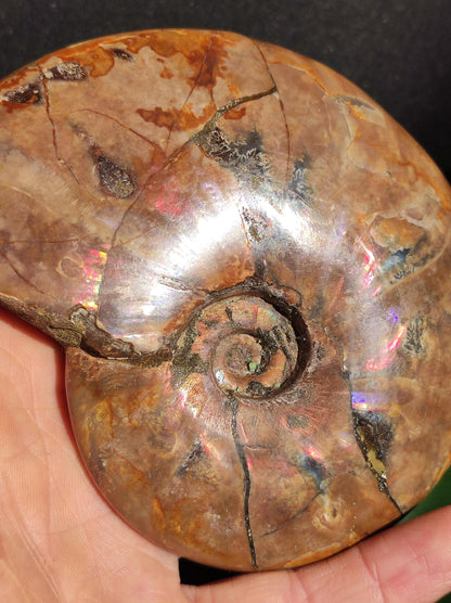 Ammonite Fossil ~ Opalescent Snail Large Decorative Piece ~HIPPIE ~GOA ~Boho ~Ethno ~Nature ~Healing Stone