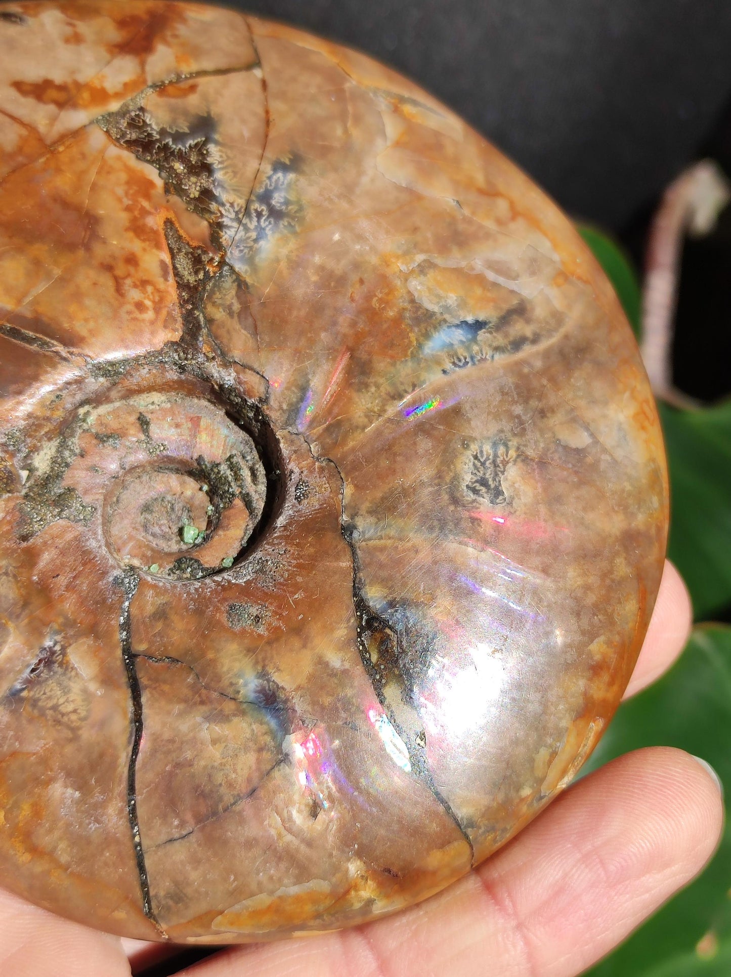 Ammonite Fossil ~ Opalescent Snail Large Decorative Piece ~HIPPIE ~GOA ~Boho ~Ethno ~Nature ~Healing Stone