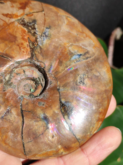 Ammonite Fossil ~ Opalescent Snail Large Decorative Piece ~HIPPIE ~GOA ~Boho ~Ethno ~Nature ~Healing Stone