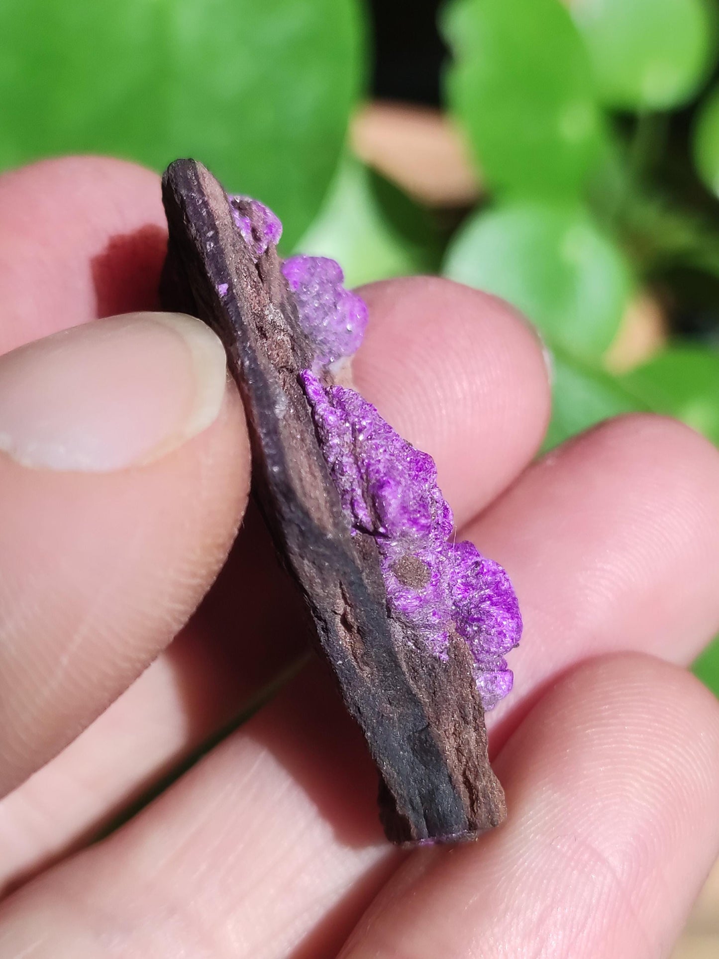 Collectionneur Sugilite SET Brut Fibreuse Sugilite + 4x Pierres Roulées AAA Pierre Précieuse Décoration Cristal Pierre de Guérison Rareté Rare Rareté Qualité Cadeau