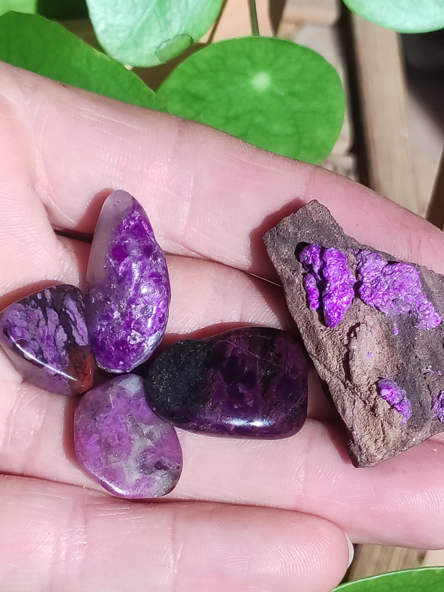 Collectionneur Sugilite SET Brut Fibreuse Sugilite + 4x Pierres Roulées AAA Pierre Précieuse Décoration Cristal Pierre de Guérison Rareté Rare Rareté Qualité Cadeau