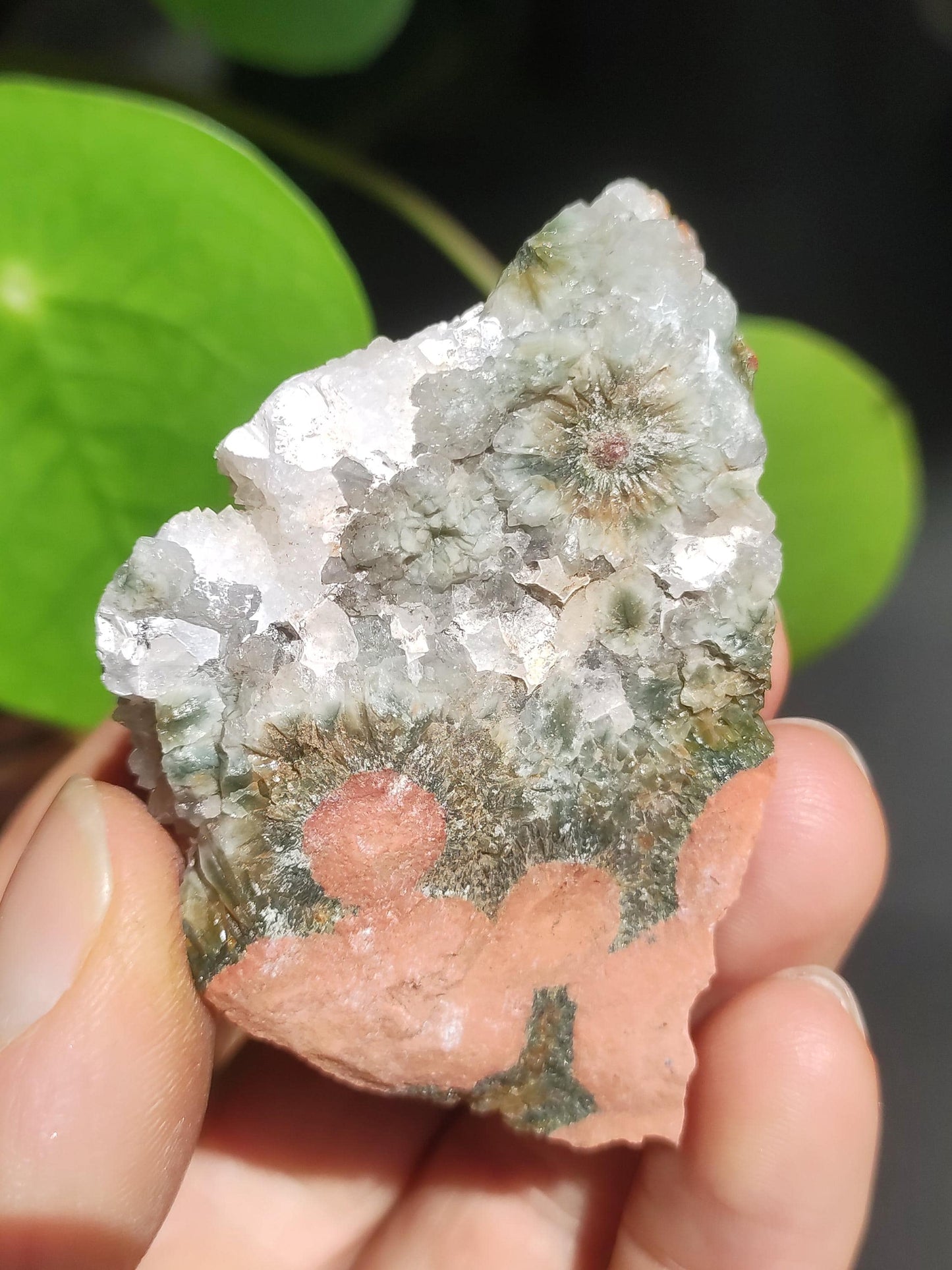 8 Adern Ocean Jaspis Orbicular + Geode roh Stufe XL Stein Rarität Natur Heilstein Deko Kristall Geschenk Er Sie Mann Frau Selten Sammler
