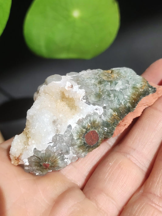 8 Veins Ocean Jasper Orbicular + Geode Raw XL Size Stone Rare Natural Healing Stone Decorative Crystal Gift He She Man Woman Rare Collector