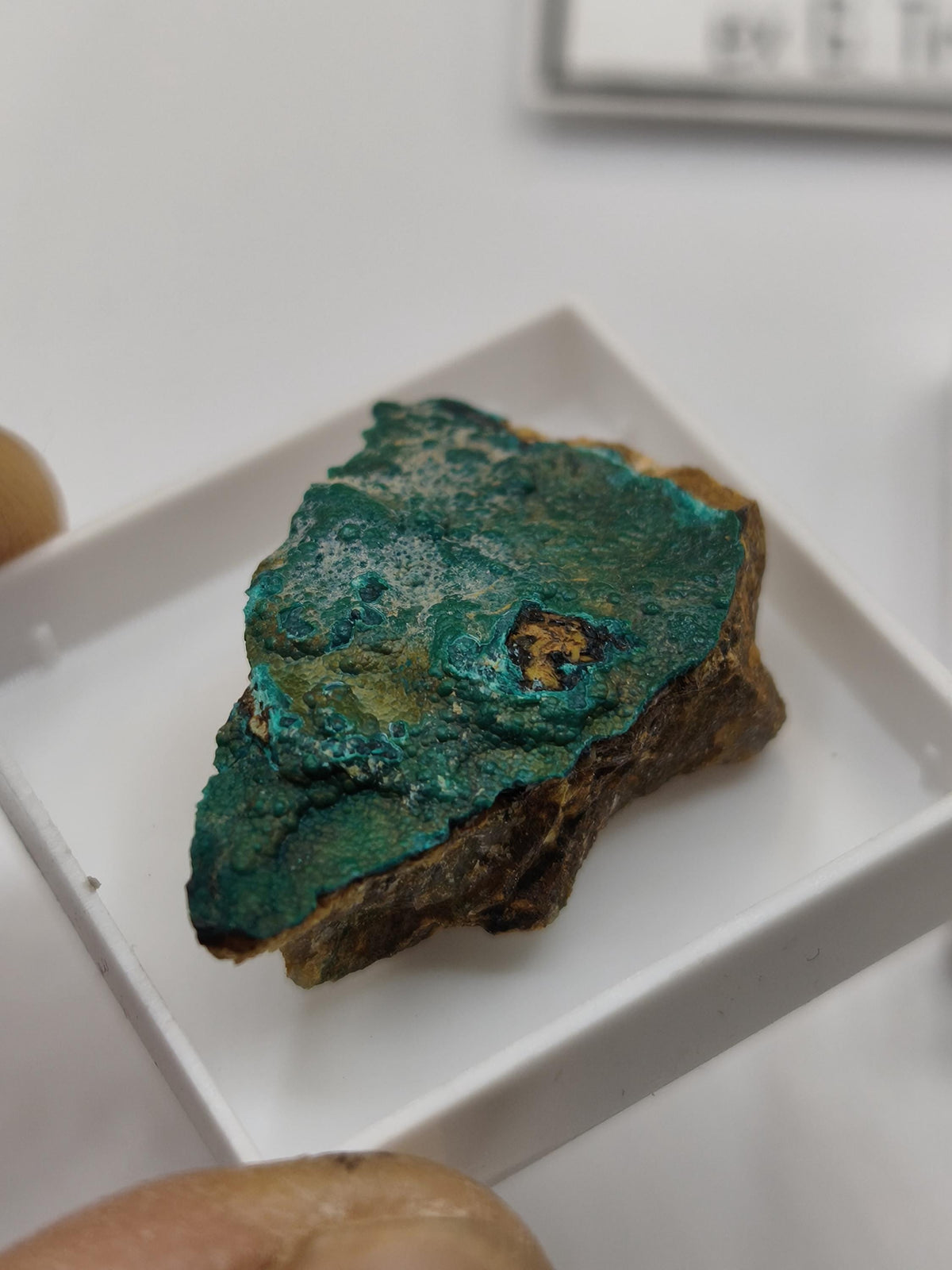 Chrysokoll Springbok Südafrika | Natürliches Sammlermineral | Muster 1 oder 2 Kristall Sammler roh Mineralien Geschenk