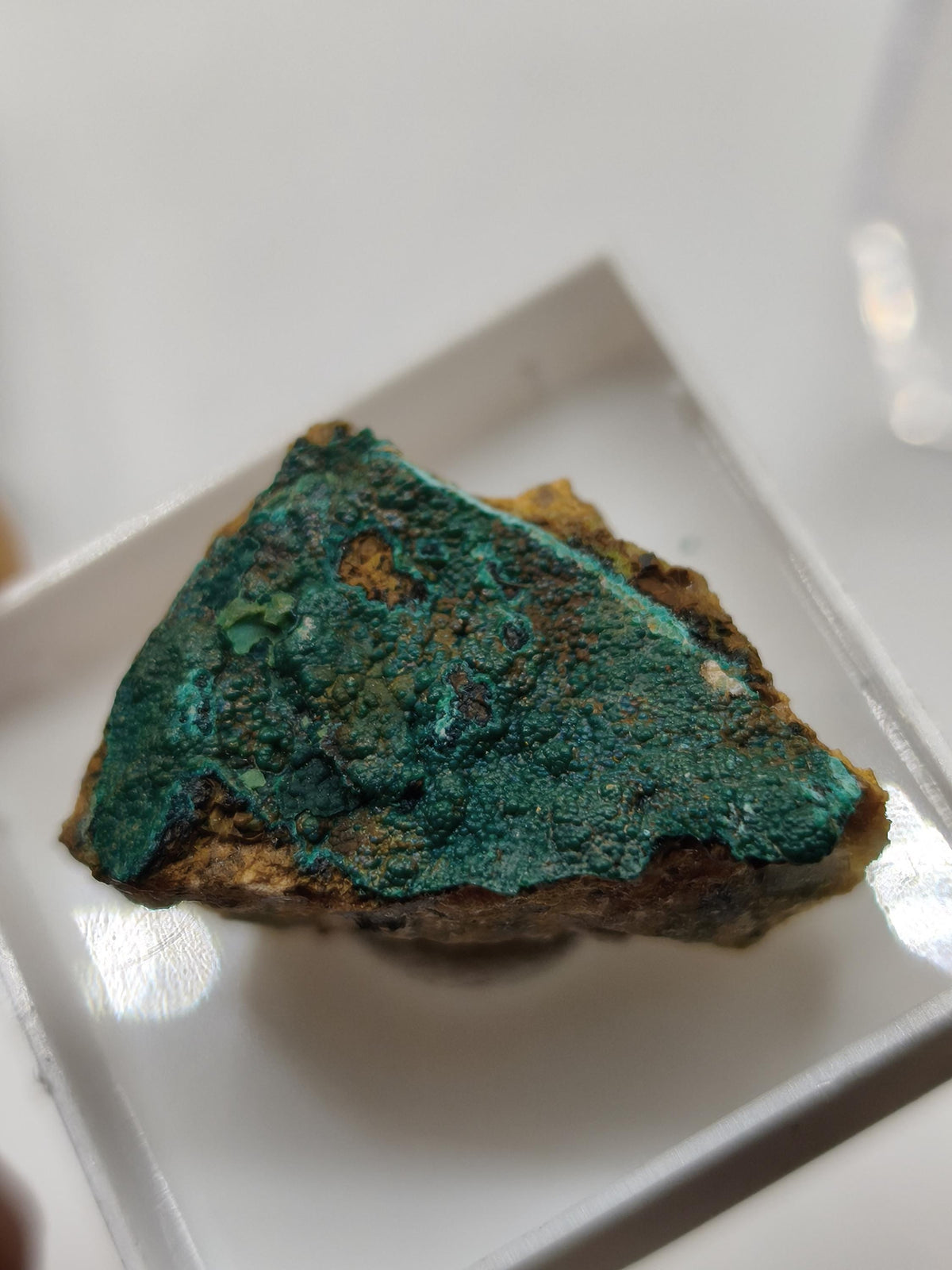 Chrysokoll Springbok Südafrika | Natürliches Sammlermineral | Muster 1 oder 2 Kristall Sammler roh Mineralien Geschenk