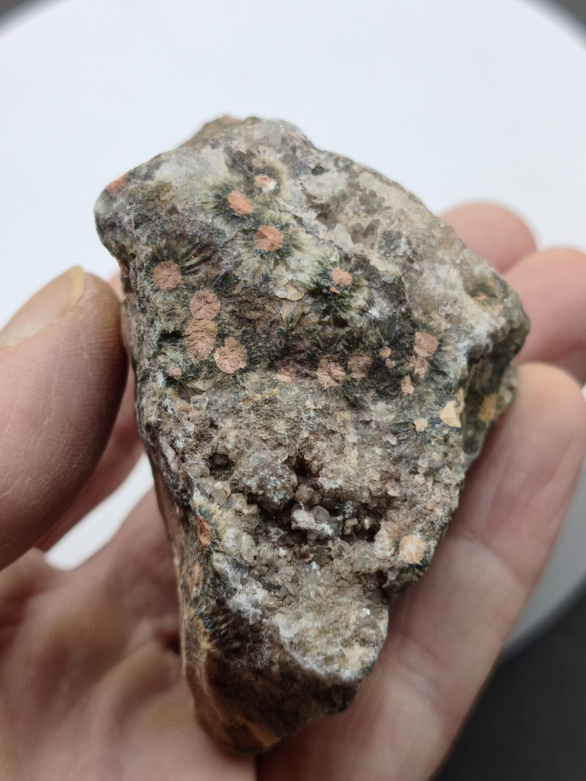 8 Vein Ocean Jasper orbicular raw specimen stone rarity natural healing stone decor crystal gift him her man woman house energy rare collector