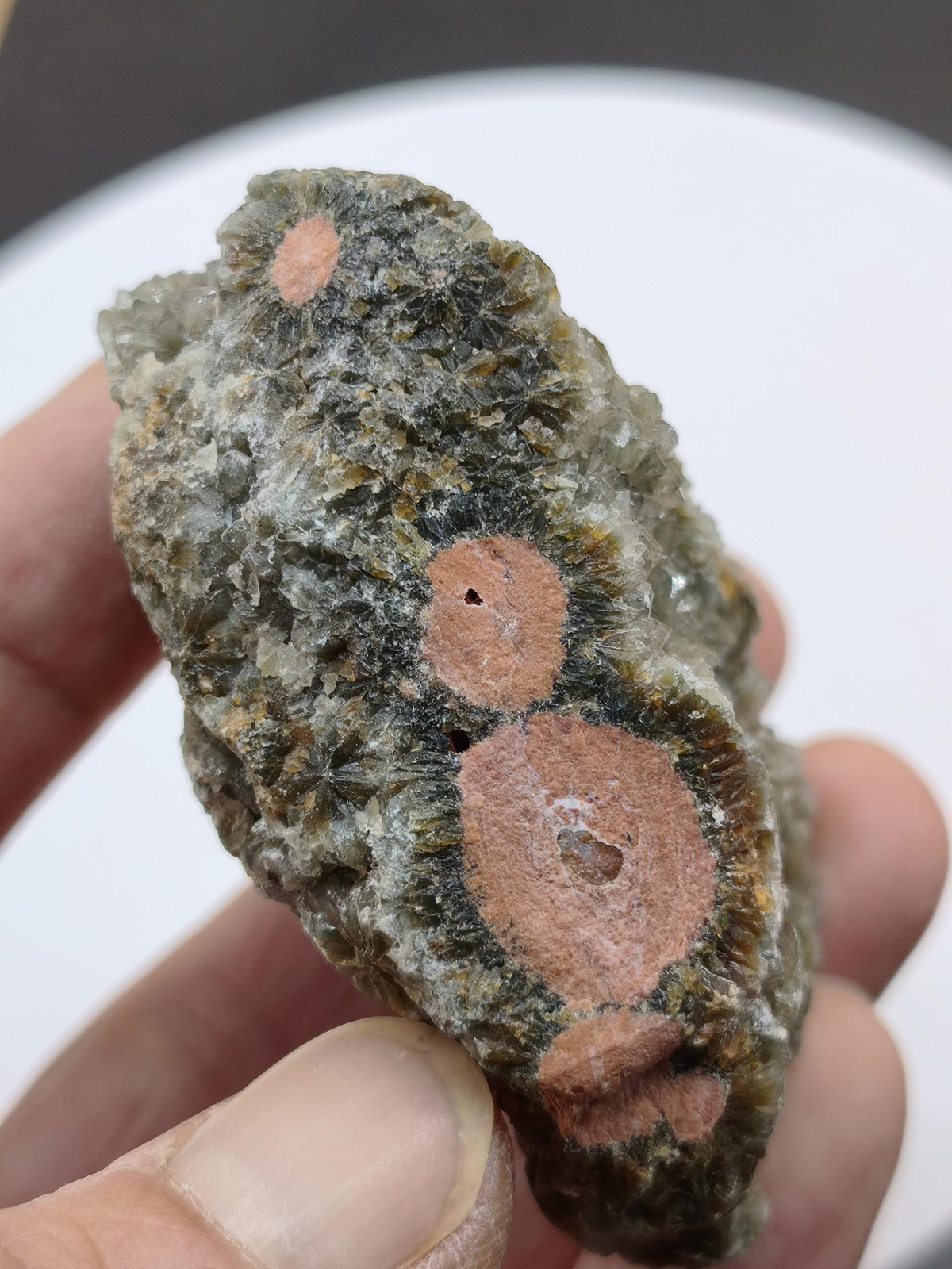 8 Vein Ocean Jasper orbicular raw specimen stone rarity natural healing stone decor crystal gift him her man woman house energy rare collector