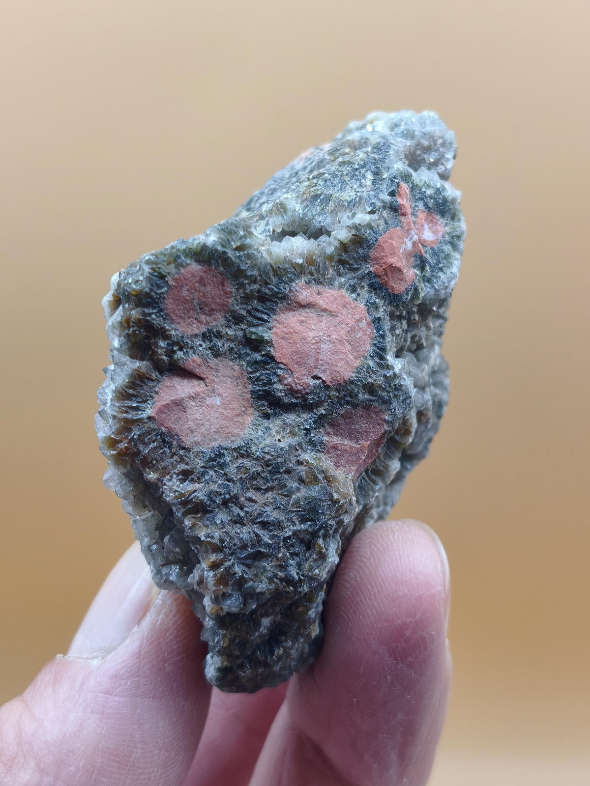 8 Vein Ocean Jasper orbicular raw specimen stone rarity natural healing stone decor crystal gift him her man woman house energy rare collector