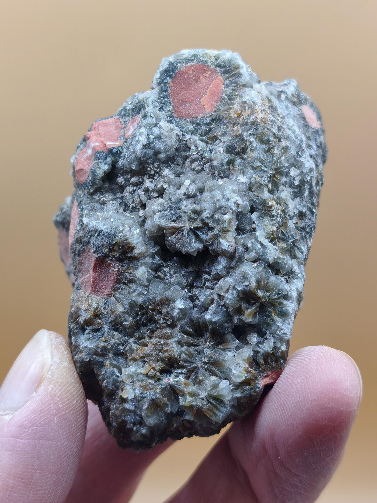 8 Vein Ocean Jasper orbicular raw specimen stone rarity natural healing stone decor crystal gift him her man woman house energy rare collector