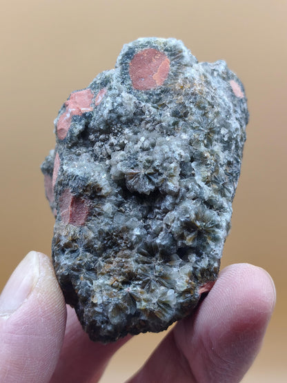 8 Vein Ocean Jasper orbicular raw specimen stone rarity natural healing stone decor crystal gift him her man woman house energy rare collector
