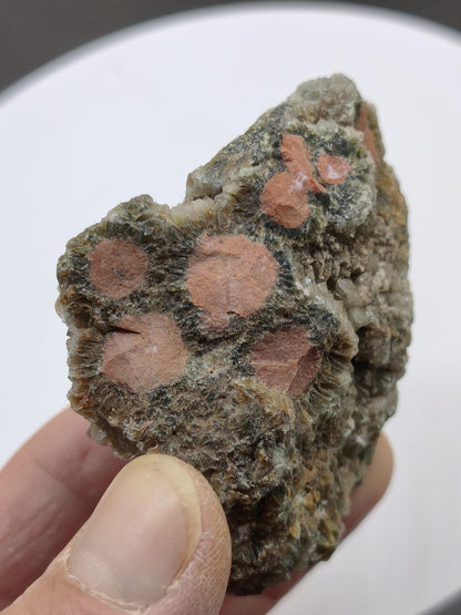 8 Vein Ocean Jasper orbicular raw specimen stone rarity natural healing stone decor crystal gift him her man woman house energy rare collector