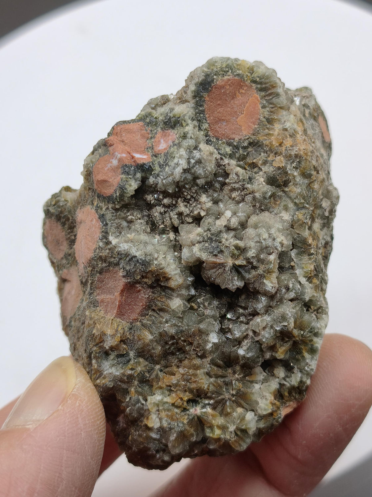 8 Vein Ocean Jasper orbicular raw specimen stone rarity natural healing stone decor crystal gift him her man woman house energy rare collector
