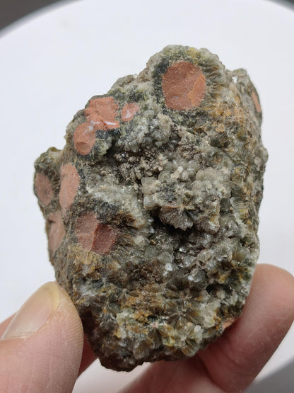 8 Vein Ocean Jasper orbicular raw specimen stone rarity natural healing stone decor crystal gift him her man woman house energy rare collector