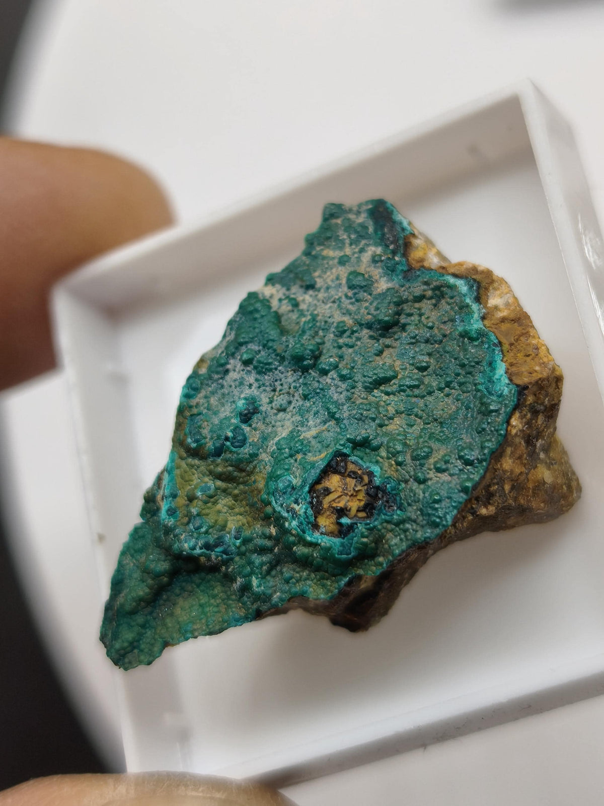 Chrysokoll Springbok Südafrika | Natürliches Sammlermineral | Muster 1 oder 2 Kristall Sammler roh Mineralien Geschenk